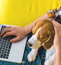 Ein Mann sitzt auf einem gelbe Sofa. Auf seinem Schoß liegt ein Hund. Er hat einen Laptop und surft im Internet.